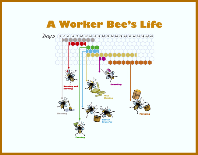 Bee Educational Materials Windham County Beekeepers